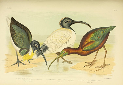 An illustration of three ibis: the Straw-necked Ibis, Australian White Ibis and Glossy Ibis.