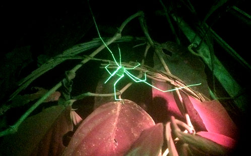 Fluorescence imaging of a spider at the Western Sydney Confocal Microscopy Centre
