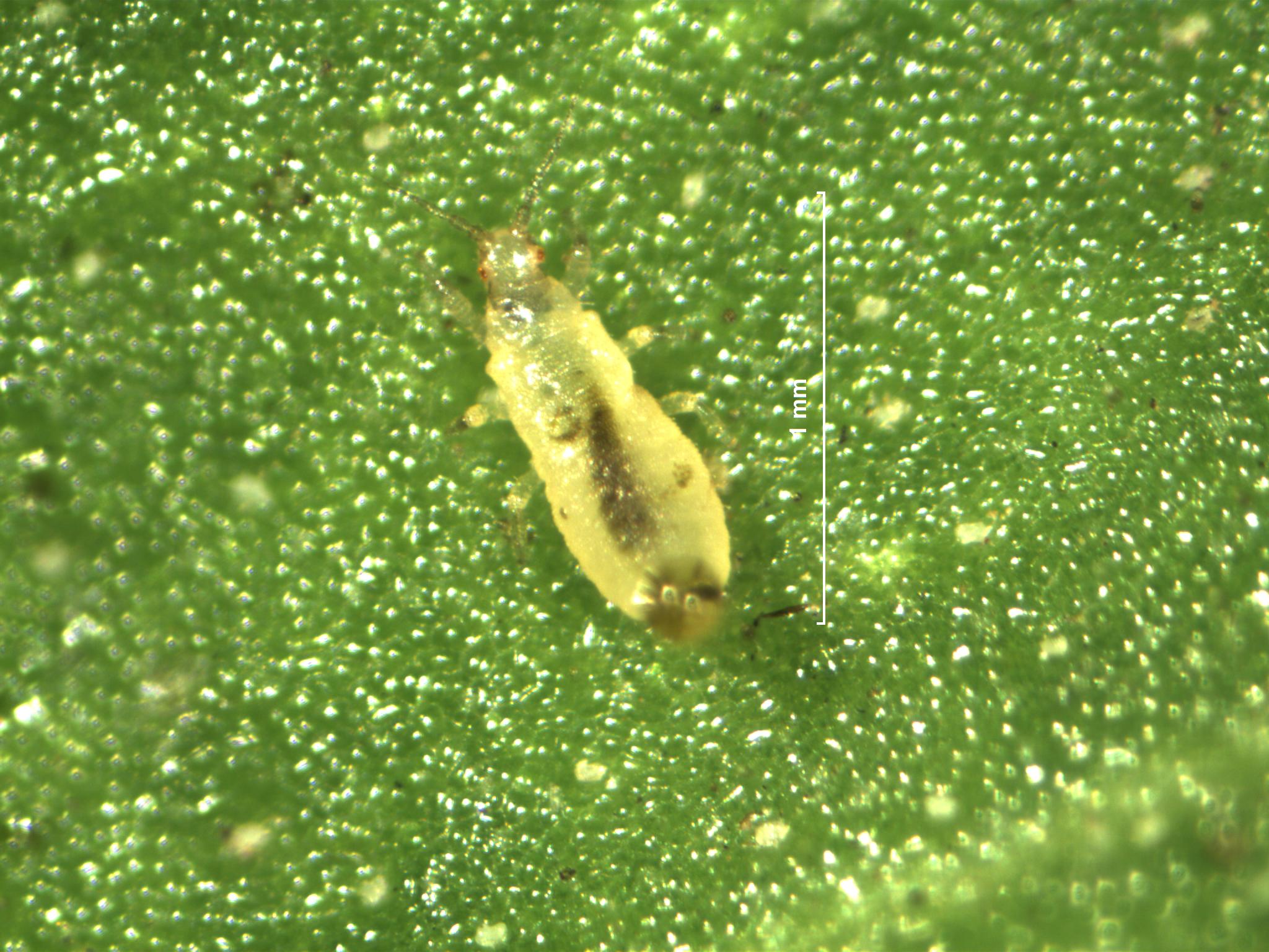 2nd instar larva