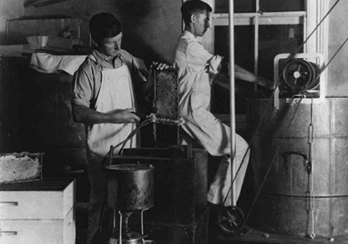 Apiary - Students extracting honey - uncapping the comb with steam heated knife [Hawkesbury Agricultural College (HAC)] 1920
