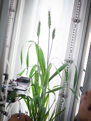 Gas exchange on wheat leaf, controlled environment