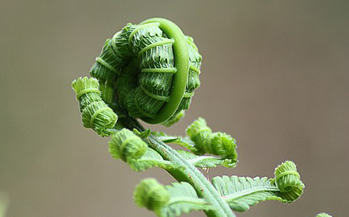 A growing fern