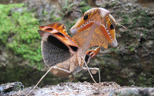 Praying mantis showing threat display in Malaysia