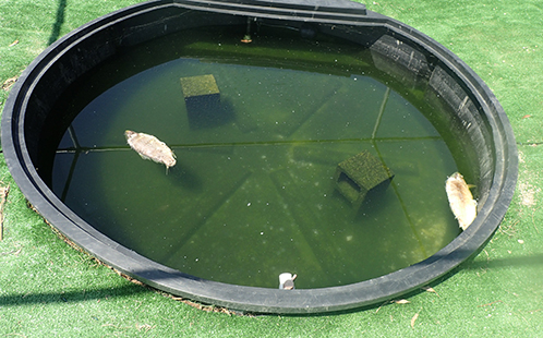 Day nine of the mesocosm experiments, without turtles present in the water - carp carcass continues to decompose and water quality deteriorates.