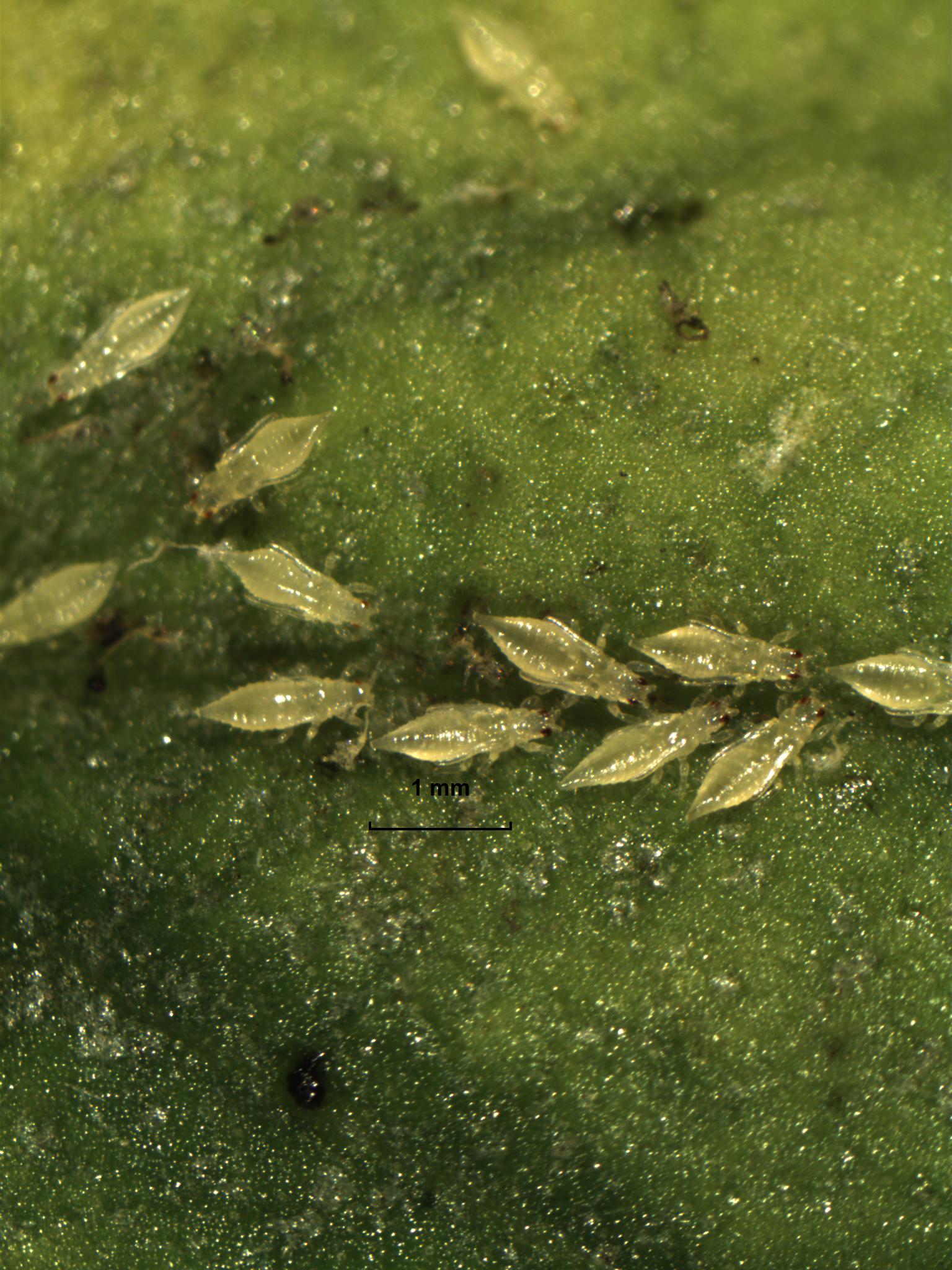 Pupae of the greenhouse thrips on leaf