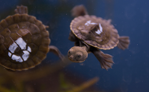 Two turtle hatchlings underwater