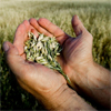 A farmer holding grain in his cupped hands
