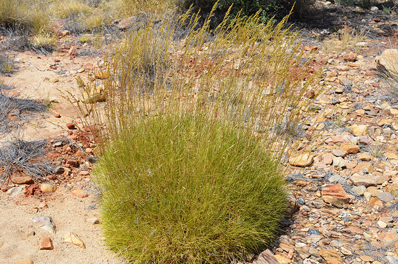 Spinifex is a common plant species in Australia's desert and arid dryland ecosystems (image credit: Mr David Thompson)