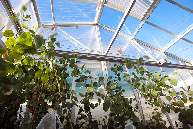 Greenhouse with insect-bags on Eucalypts