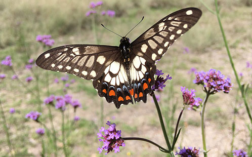 Dainty Swallowtail Butterfly