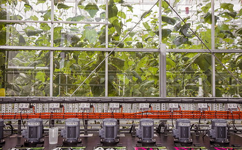 Greenhouse_Food_Security_498x310