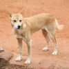 The dingo and the dusky hopping mouse