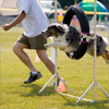 A man running next to a dog jumping through a hoop
