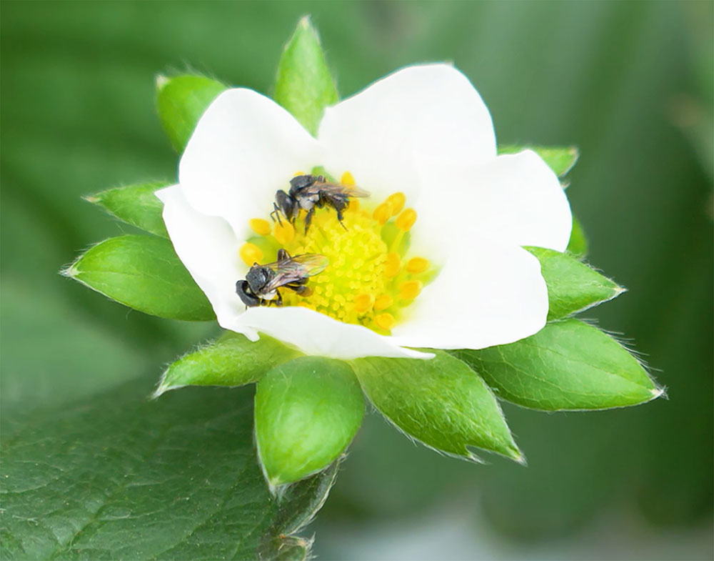 Native bees on strawberry flower