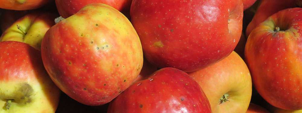 Alternaria fungus on apples