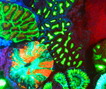 Fluorescent coral thumbnail