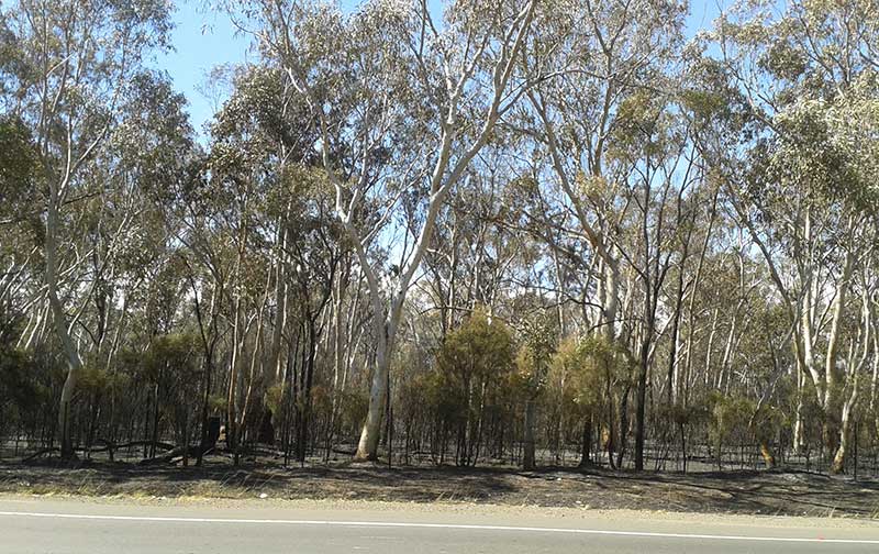 Burnt out bushland at Windsor following the September 2013 fires