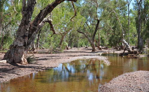 Trees in the Pilbara