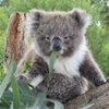 Koala_Moore