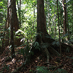 Rainforest 150
