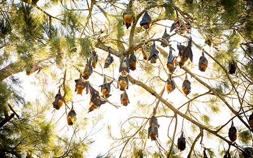 Grey-Headed Flying Foxes