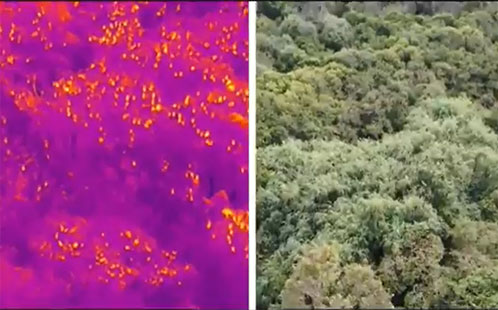 Flying foxes detected by thermal camera in trees