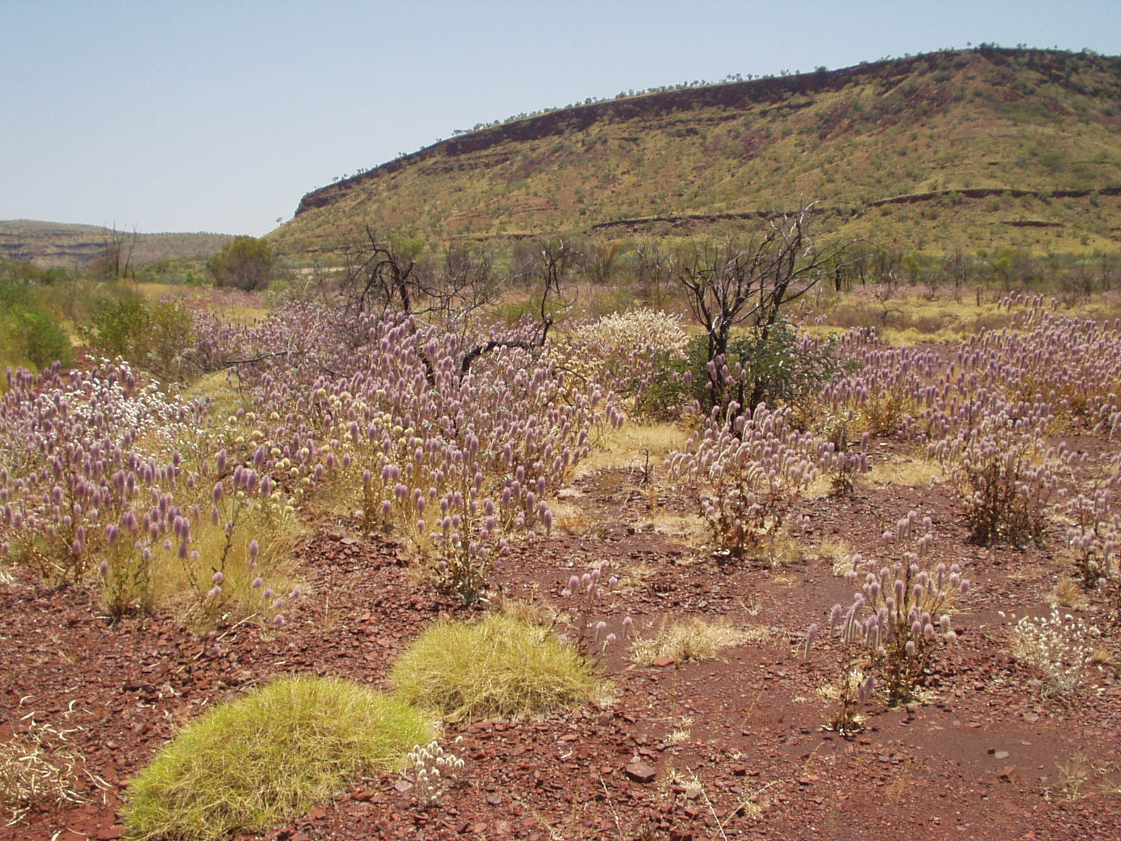 Spinifex Country, The Pilbara