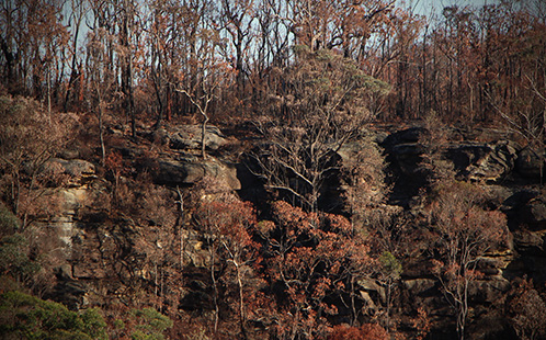Burnt trees after a bushfire