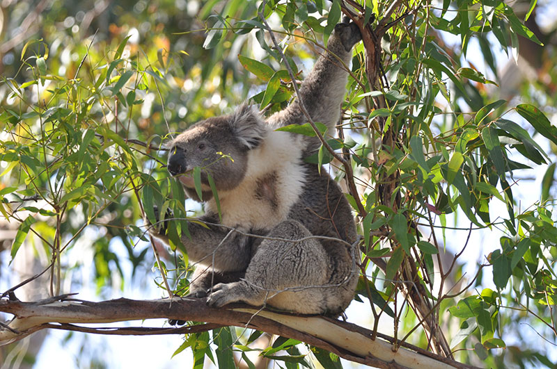 Koala in tree feeding