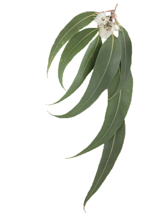 Eucalyptus Leaf