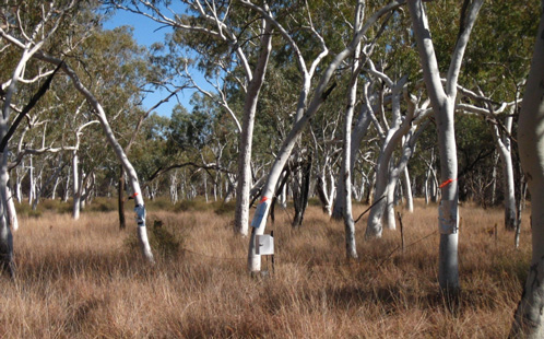 Pilbara trees 2