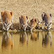 Thumbnail image of a row of kangaroos drinking from a water hole.