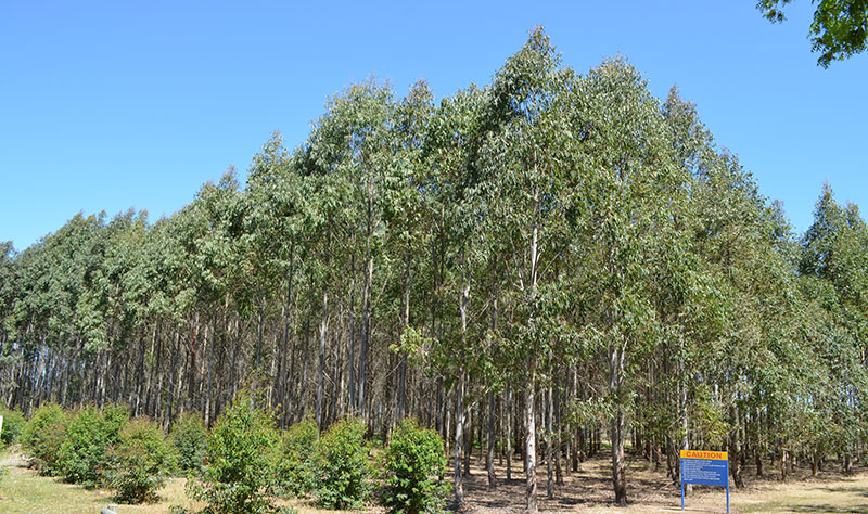 The Hawkesbury Forest experiment and the Whole Tree Chambers for precise climatic control and experimentation of full height trees