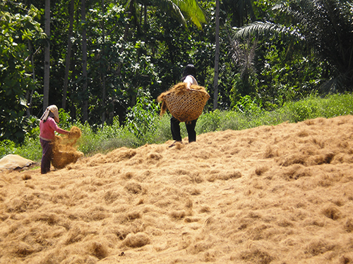 Two women with baskets carrying and sorting coco coir, as it dries while spread over the ground. Green trees behind them.