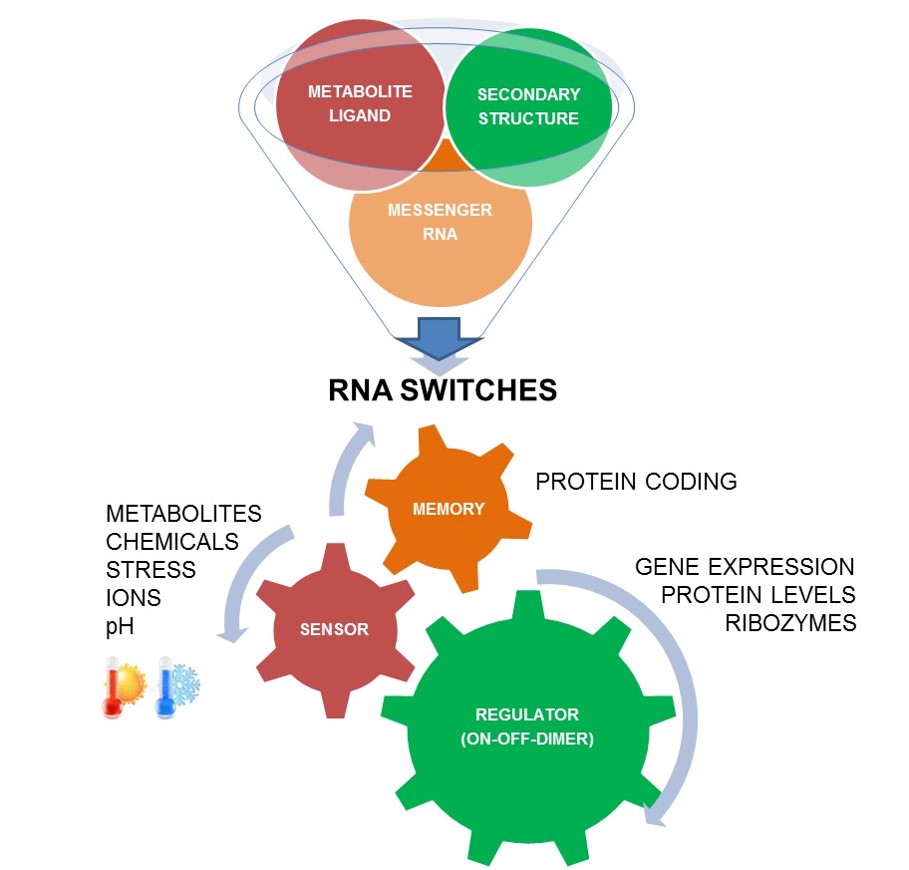 The Hunt for RNA Riboswitches that regulate plant metabolism and contribute to memory forming epigenetic events.