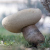 Macro of a large Boletus mushroom. Low angle view, shallow depth of focus with sharpest focus on the front of the cap and stipe of the mushroom.