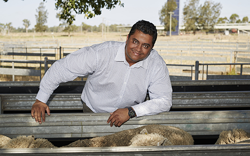 Dr Edward Narayan pictured with the University's flock at Hawkesbury campus