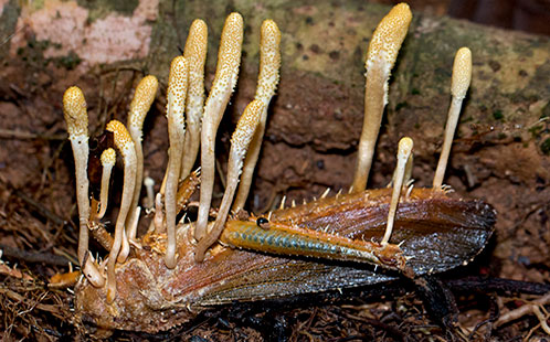 Cordyceps fungus consumes the body of an insect