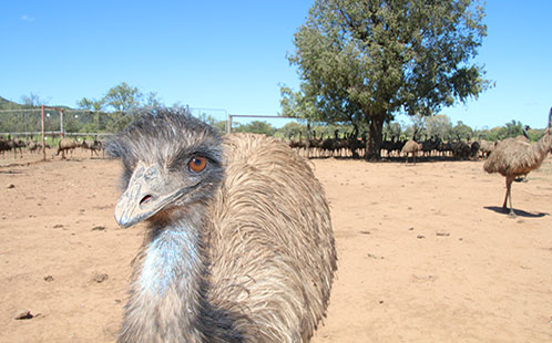 Emu - Ryeland