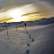 A person walking in the distance across the snow. The sun glows in the background. Image by Pedro Niada (April 2011).
