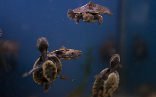 Three turtle hatchling underwater