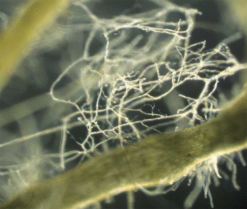 Close-up of arbuscular mycorrhizal fungi connecting roots of plant hosts. Photo credit: Yoshihiro Kobae