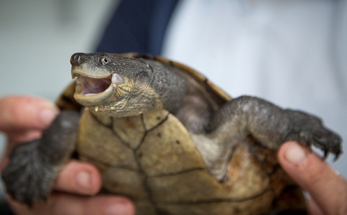 Turtle smiling
