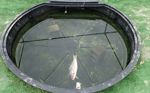 Day one of the mesocosm experiments - a carp carcass is added to the water.