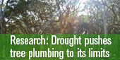 Drought trees