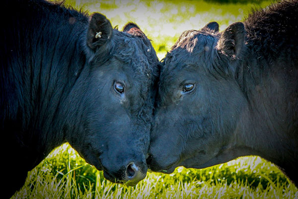 Angus bulls lead the charge to improved genetics on the farm