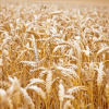 Golden wheat field, close up