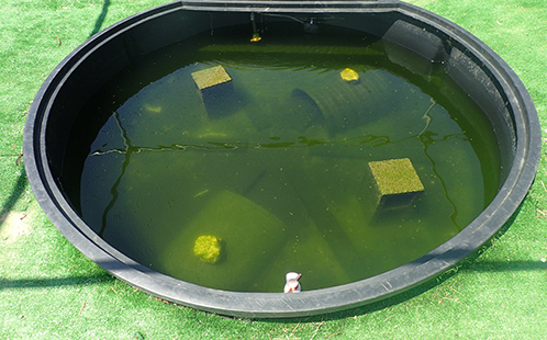 Day nine of the mesocosm experiments, with turtles present in the water - carp carcass has been completely devoured.