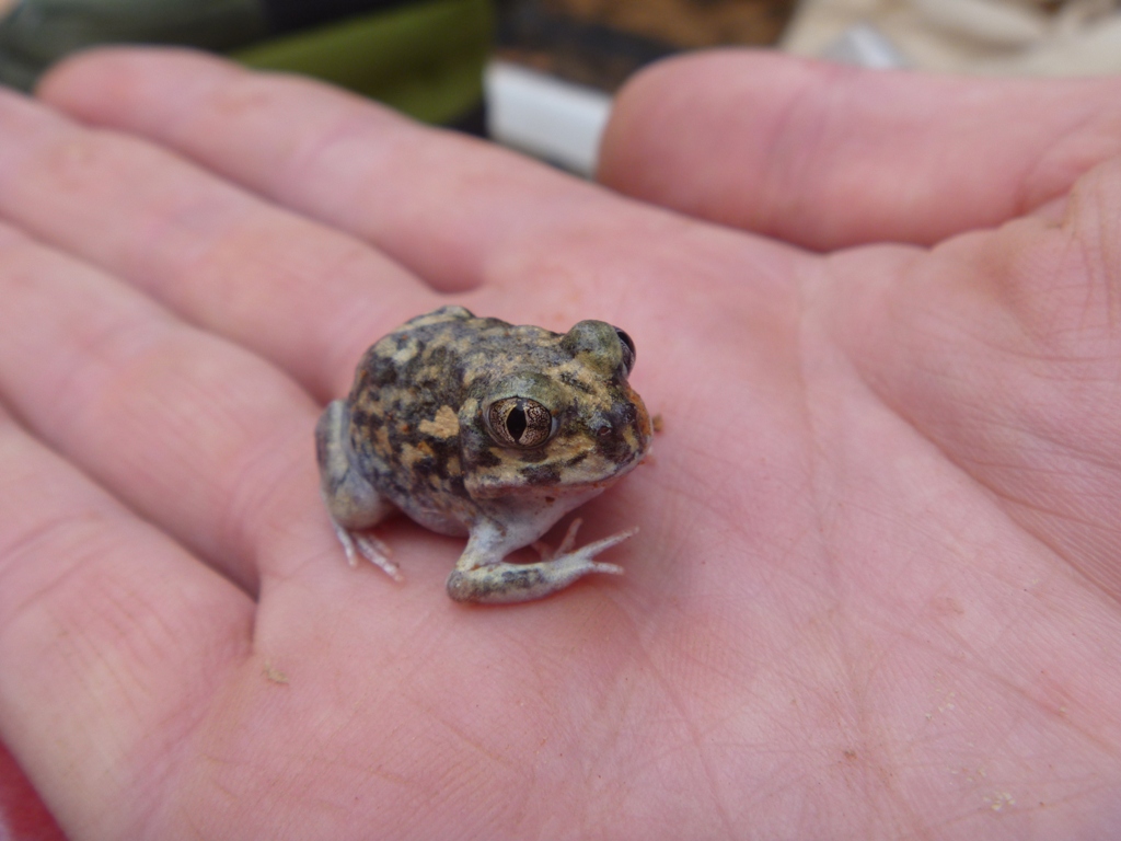 Frog, <em>Neobatrachus centralis</em>