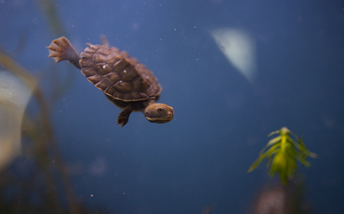 Single turtle hatchlings underwater